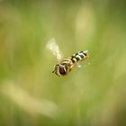 Schwebfliege im Flug