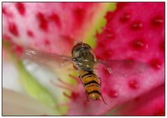 Schwebfliege im Flug