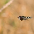 Schwebfliege im Flug