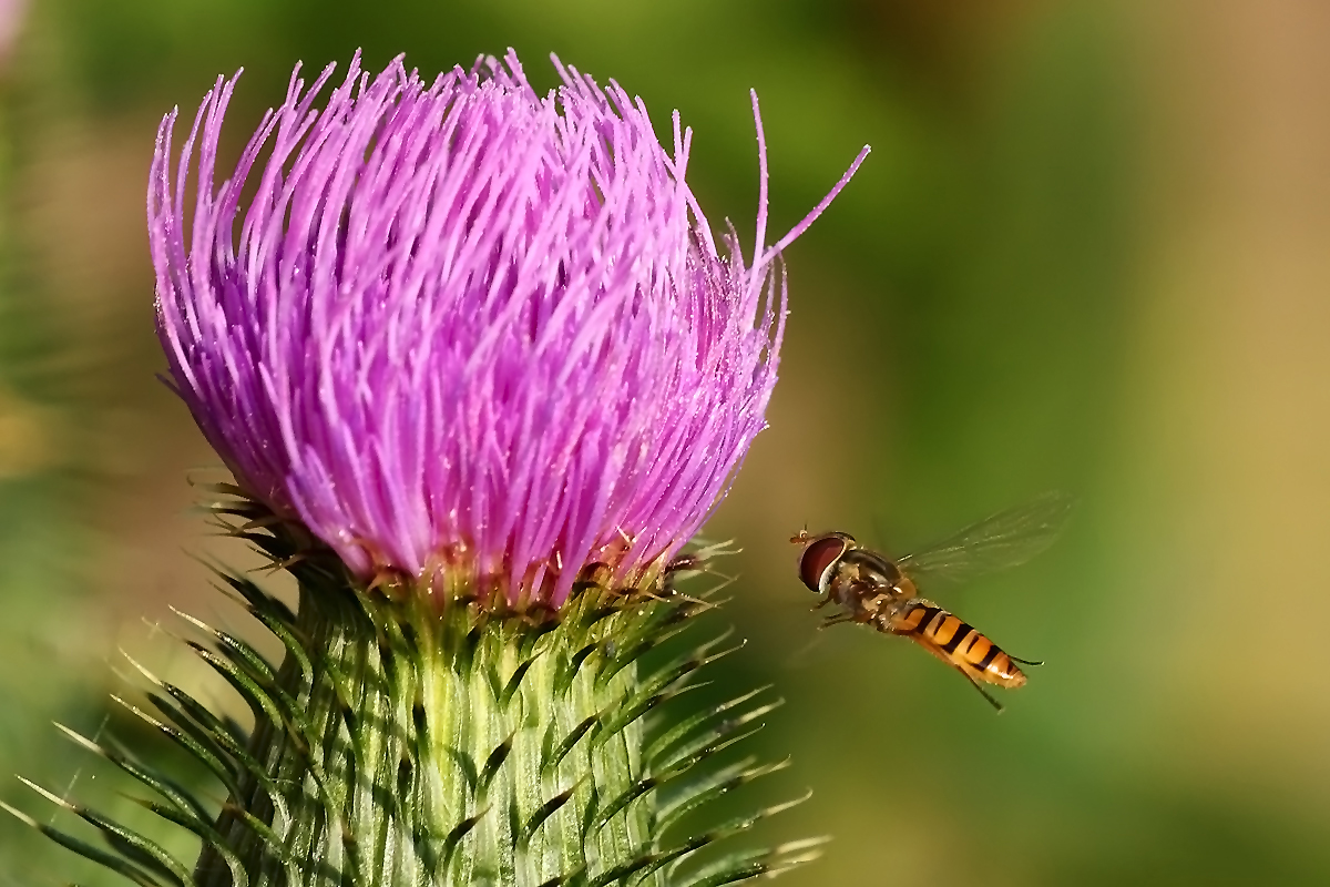 Schwebfliege im Flug