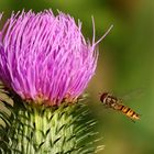 Schwebfliege im Flug