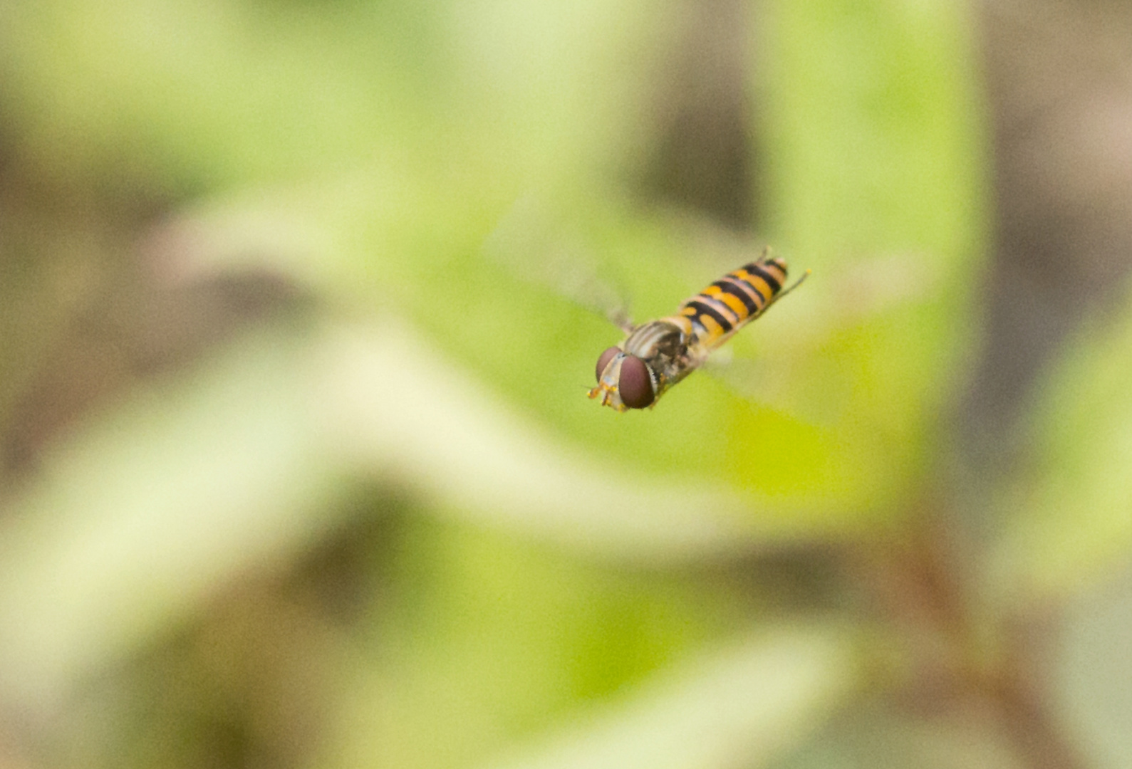 Schwebfliege im Flug 