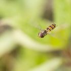 Schwebfliege im Flug 