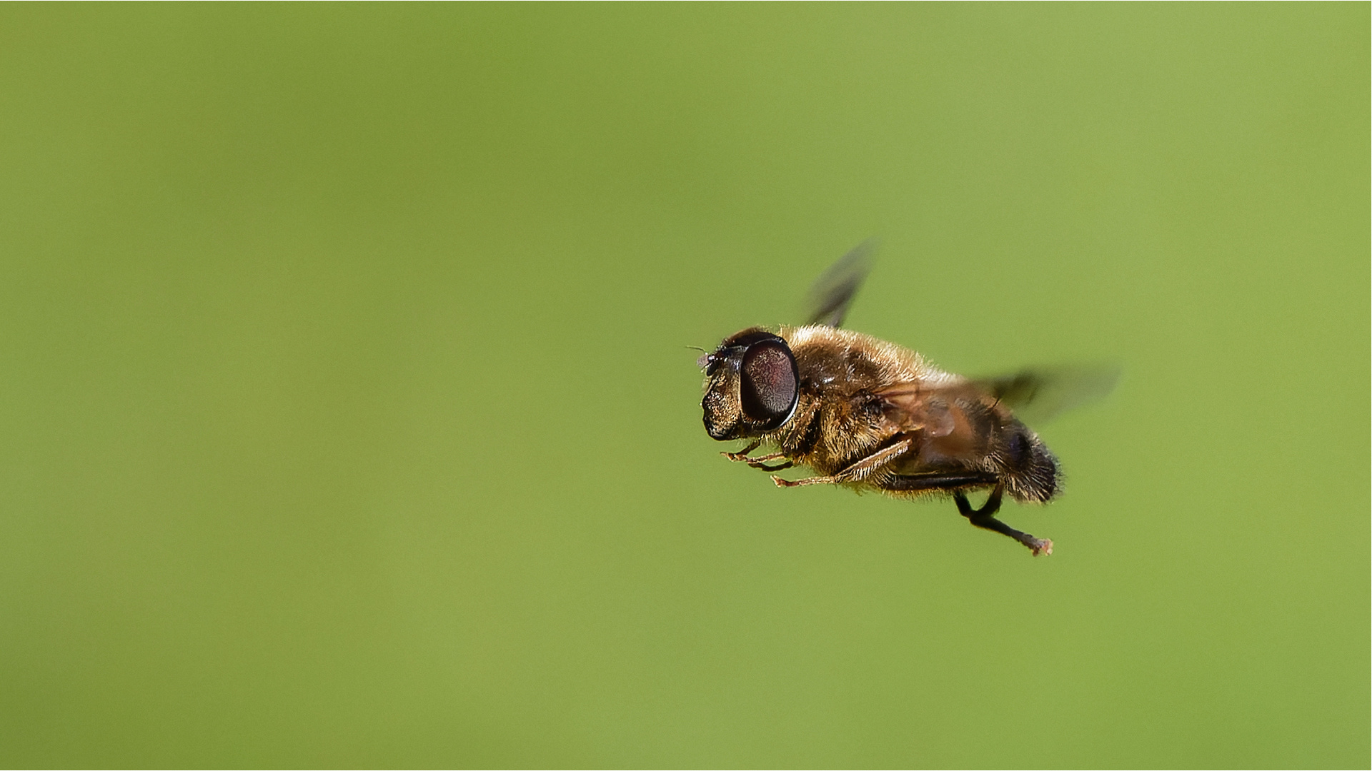 Schwebfliege im Flug  .....