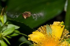 Schwebfliege im Flug II