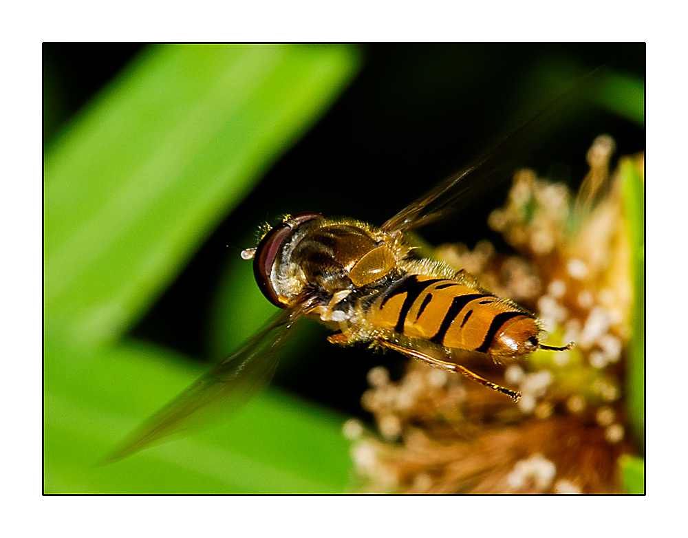 Schwebfliege im Flug III