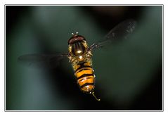 Schwebfliege im Flug IV