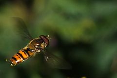 schwebfliege im flug V