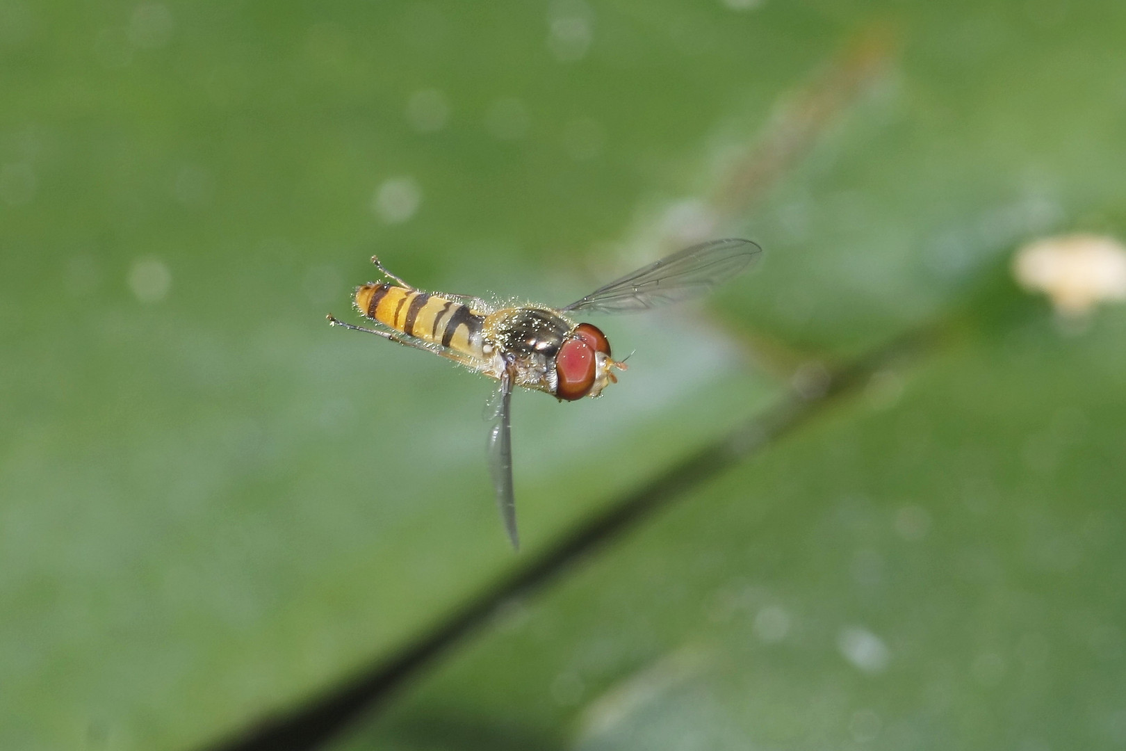 Schwebfliege im Flug1