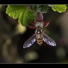 Schwebfliege im Garten