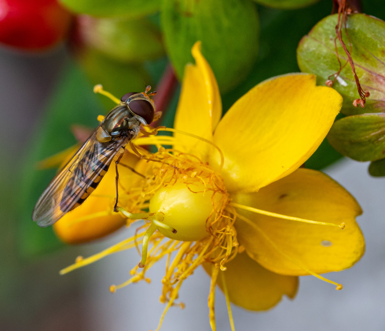 Schwebfliege im Garten...