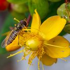 Schwebfliege im Garten...