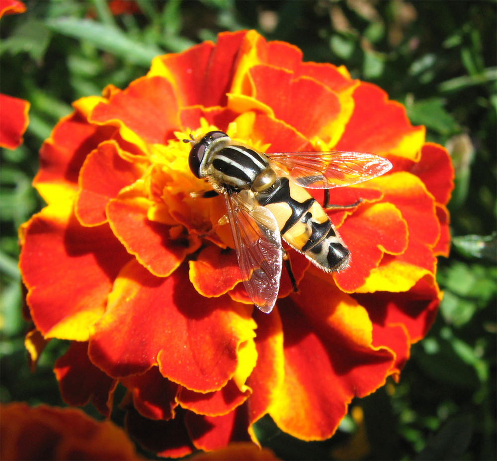 Schwebfliege im Garten