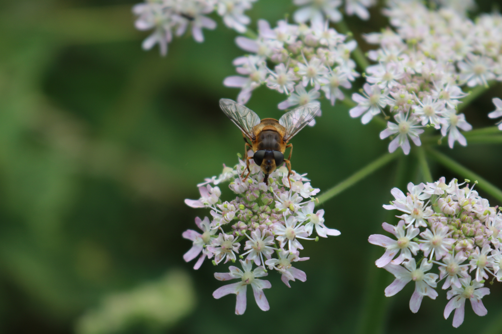 Schwebfliege im Garten