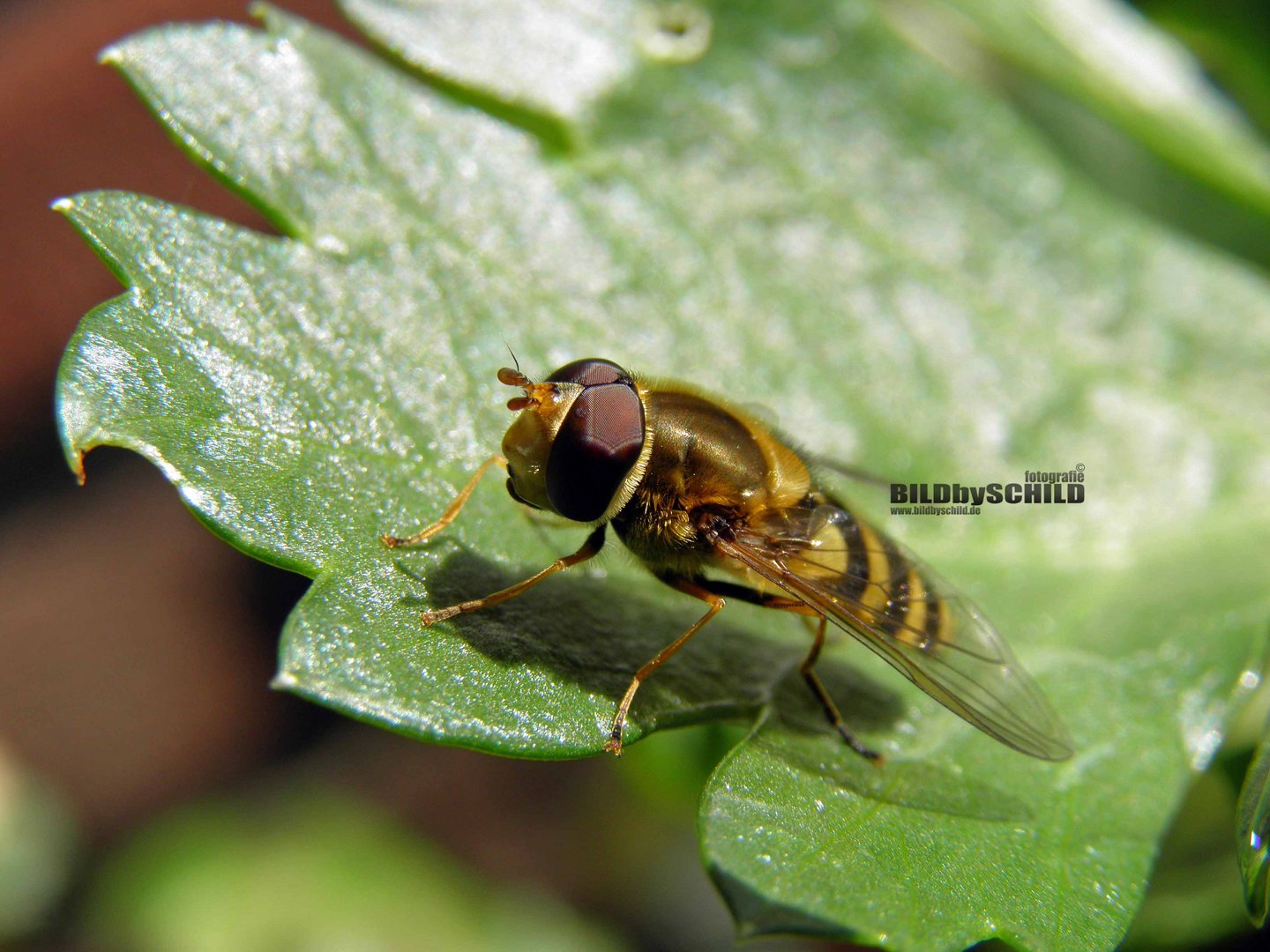 Schwebfliege im Garten