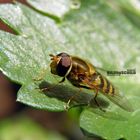 Schwebfliege im Garten