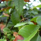 Schwebfliege im Garten