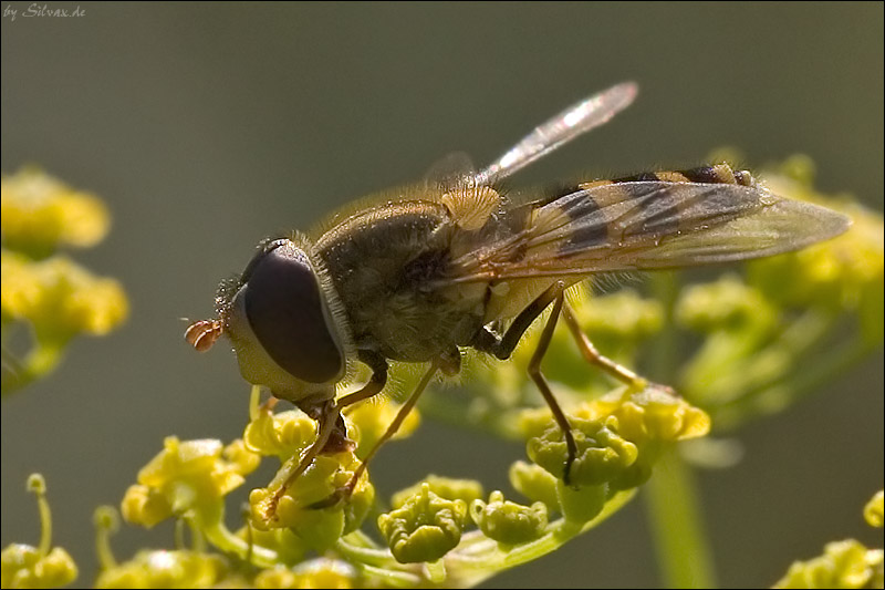 Schwebfliege im Gegenlicht