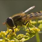 Schwebfliege im Gegenlicht