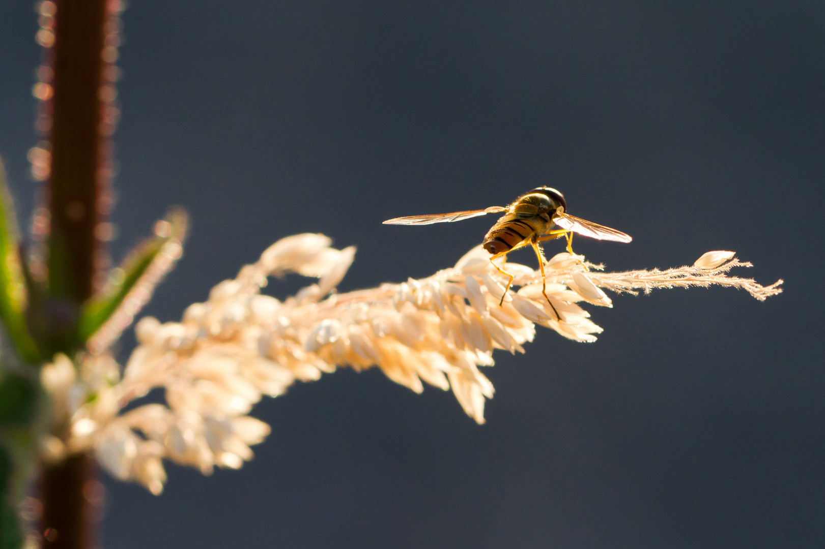 Schwebfliege im Gegenlicht