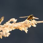 Schwebfliege im Gegenlicht