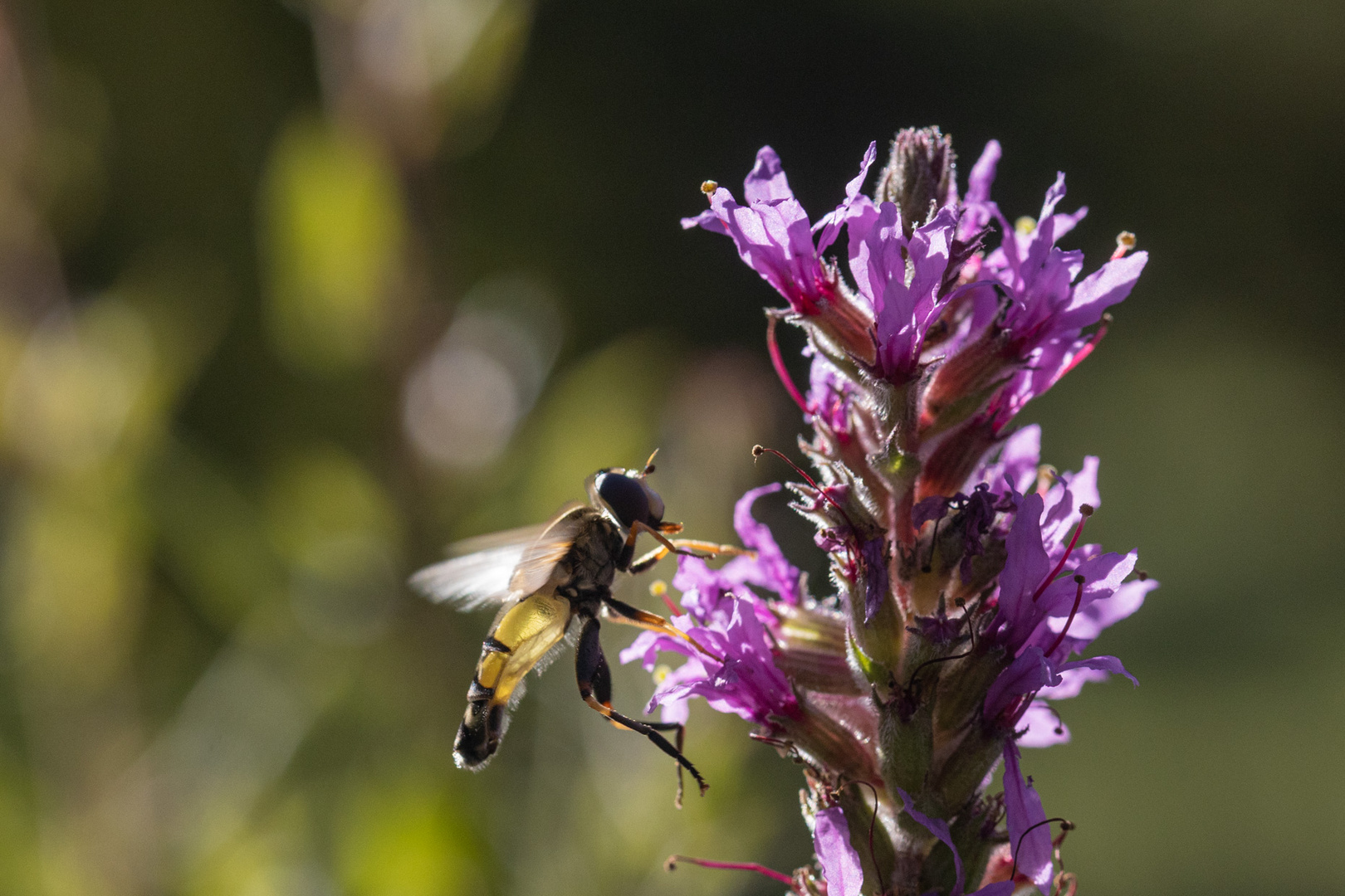 Schwebfliege im Gegenlicht am Blutweiderich