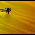 Schwebfliege im Gelb