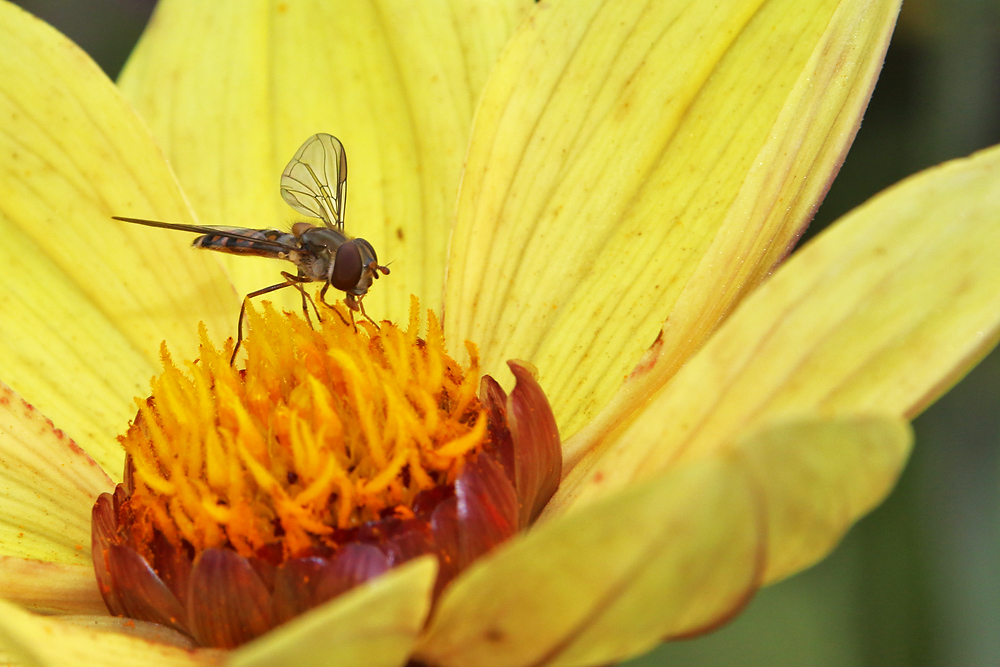 Schwebfliege im Gelbfieber