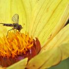 Schwebfliege im Gelbfieber