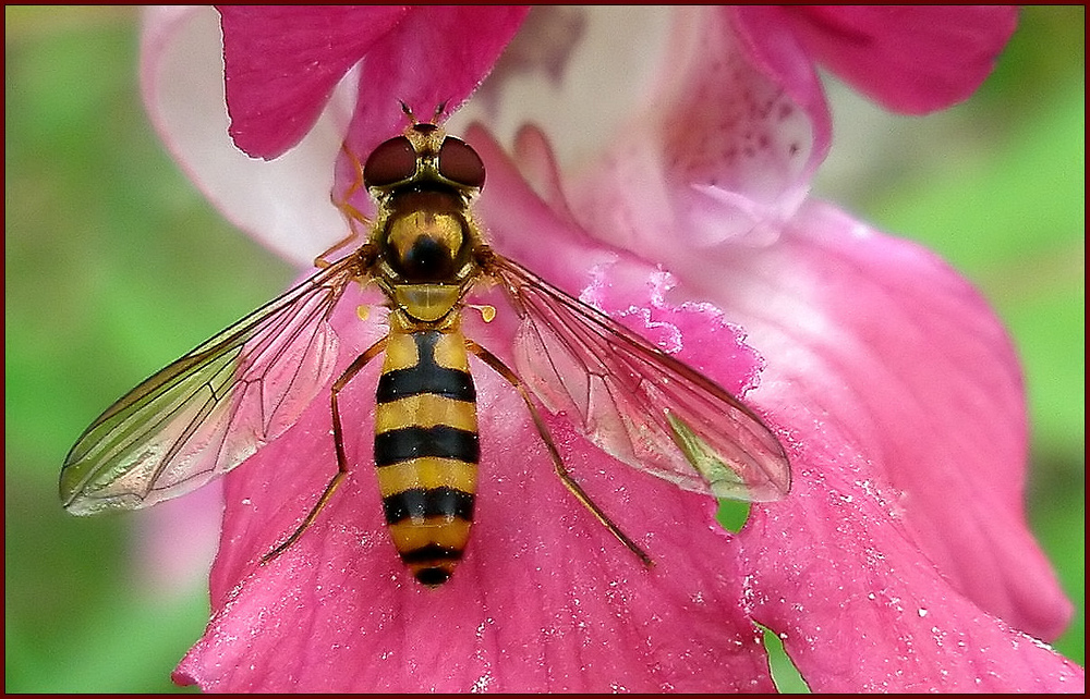 Schwebfliege im Gold und Silberstaub