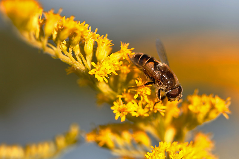 Schwebfliege im "Goldrausch"