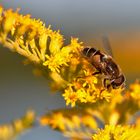 Schwebfliege im "Goldrausch"