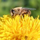 Schwebfliege im Herbst