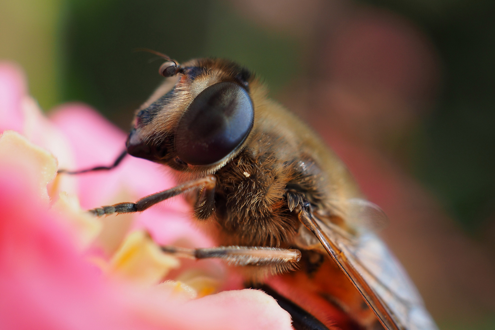 Schwebfliege im Herbst