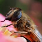 Schwebfliege im Herbst