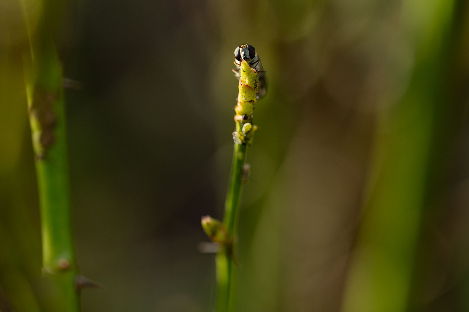 Schwebfliege im Januar