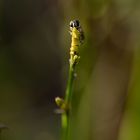 Schwebfliege im Januar