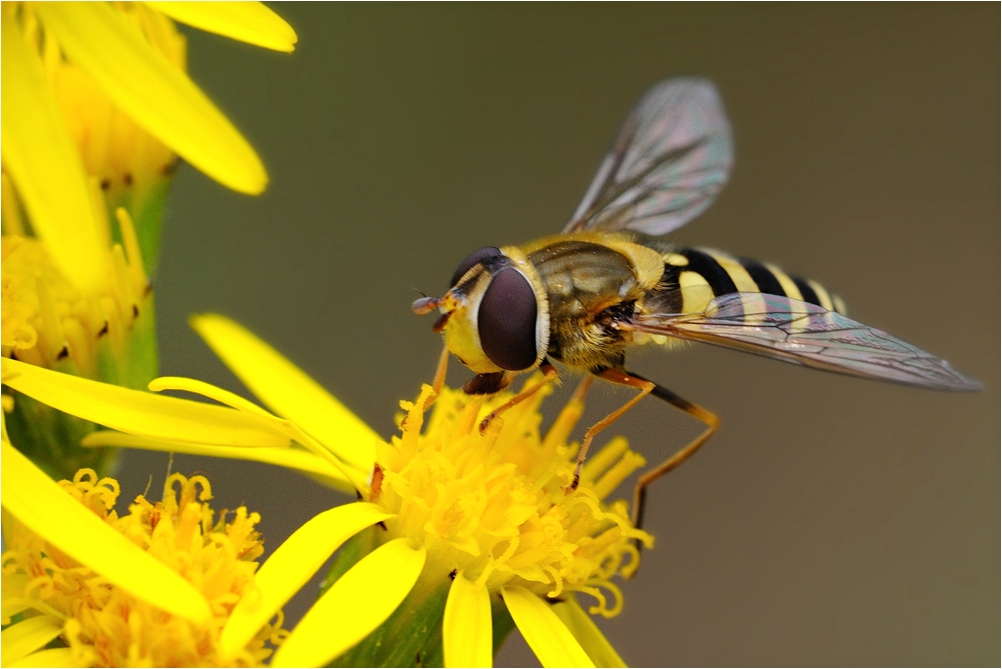 Schwebfliege im Kleingarten