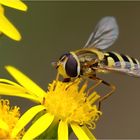 Schwebfliege im Kleingarten