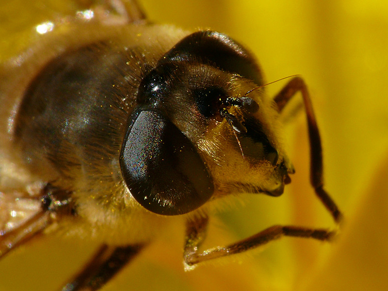 Schwebfliege im Krokus