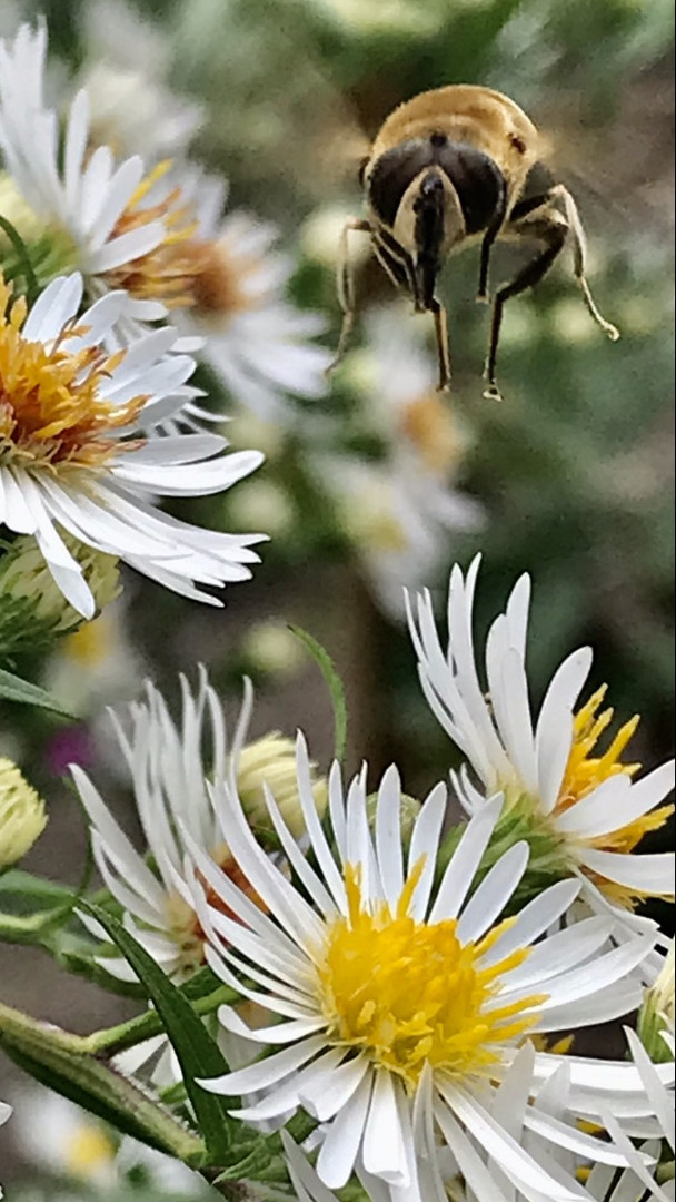 Schwebfliege im Landanflug