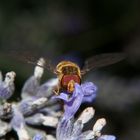 Schwebfliege im Makro