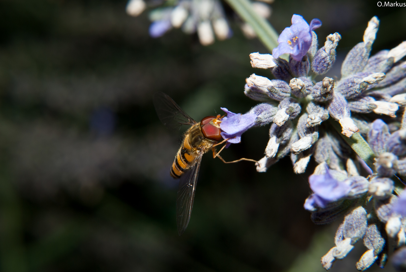 Schwebfliege im Makro die Zweite