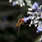 Schwebfliege im Makro die Zweite