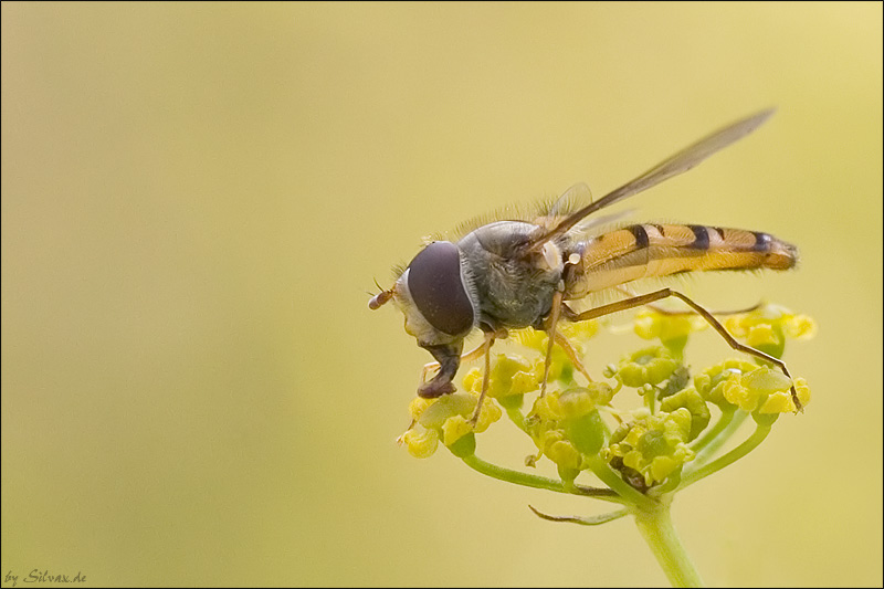 Schwebfliege im Mittagslicht