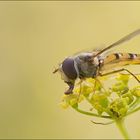 Schwebfliege im Mittagslicht