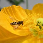 Schwebfliege im Mohn