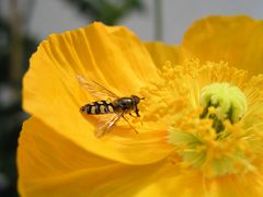 Schwebfliege im Mohn