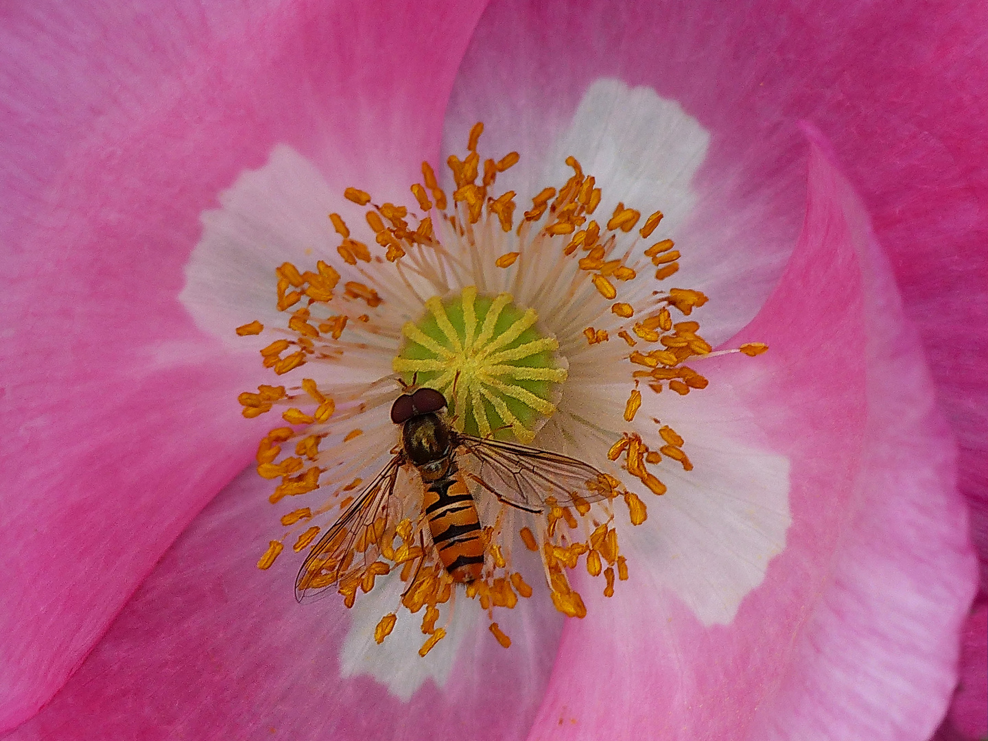   Schwebfliege im Mohn