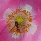   Schwebfliege im Mohn